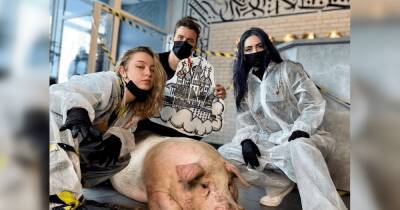 "Любим похрюкать": киевские мастера тату-салона решили "забить" татуировками свинью (фото)