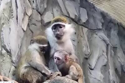 В Воронежском зоопарке у влюбленной парочки зеленых мартышек родился детеныш