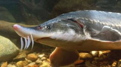 Что вы не знаете о рыбе Белуга, которая вырастает более 4 метров