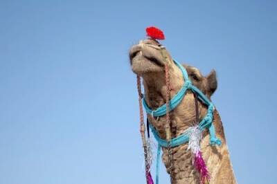 Жюри выгнало с конкурса красоты в Саудовской Аравии перекаченных ботоксом верблюдов