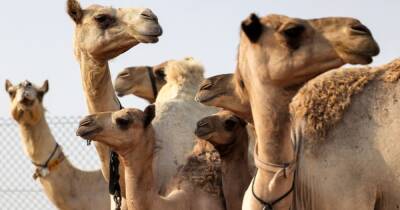 В Саудовской Аравии 40 верблюдов не допустили на конкурс красоты из-за ботокса
