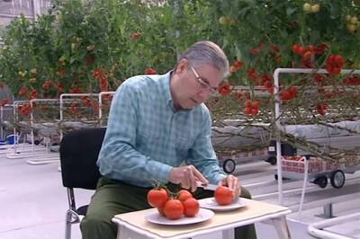 Кыргызские фермеры возмущены импортом дешевых томатом из Туркменистана