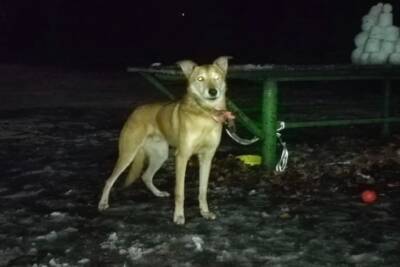 В столичном парке нашли привязанного пса, хозяйка которого уехала в Польшу