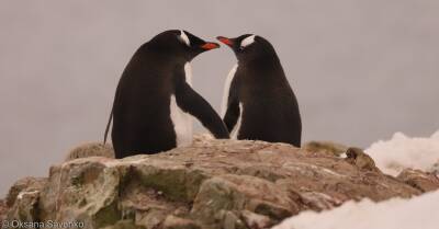 Недалеко от станции "Академик Вернадский" в Антарктиде родились первые в сезоне пингвинята