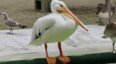 Жадный пеликан едва не задохнулся, когда попытался проглотить слишком большую добычу