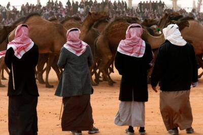 Курьез: В Саудовской Аравии из-за ботокса с конкурса красоты дисквалифицировали десятки верблюдов