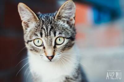 Зоологи: у любой домашней кошки можно выявить признаки психопатии