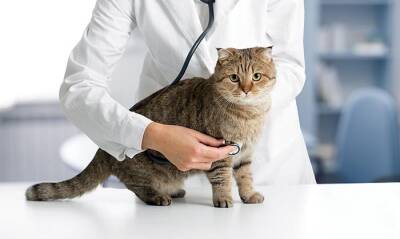 В 2020 году коронавирусом были заражены около четырёх процентов домашних кошек
