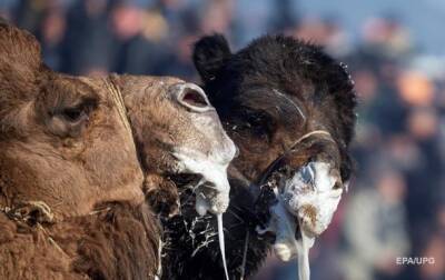 Десятки верблюдов дисквалифицировали на конкурсе красоты из-за ботокса