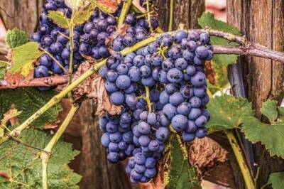 В каком месте лучше сажать виноград: житейская хитрость садоводов