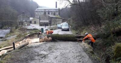 Британии грозит катастрофа из-за заболевания деревьев, — экологи