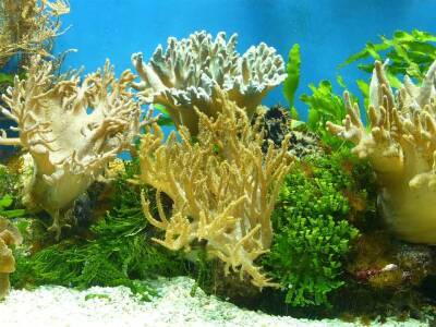 Ученые разработали процесс ЭКО для восстановления вымирающих кораллов