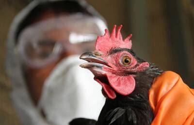 Птицефабрики Италии подкосил птичий грипп