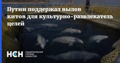 Путин поддержал вылов китов для культурно-развлекательных целей