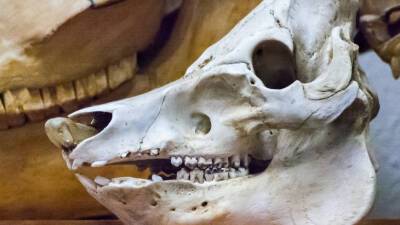 В Таджикистане нашли кости животных возрастом 2,5 млн лет