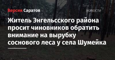Житель Энгельсского района просит чиновников обратить внимание на вырубку соснового леса у села Шумейка