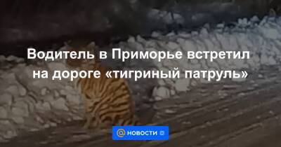 Водитель в Приморье встретил на дороге «тигриный патруль»