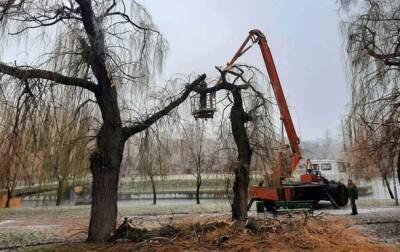 В Киеве намерзший лед повредил 760 деревьев