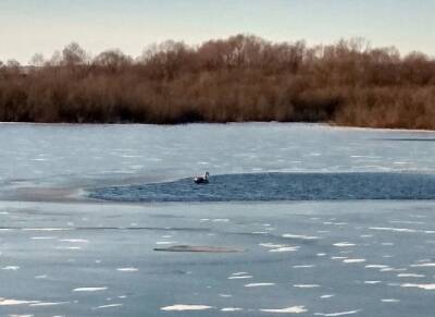 Белый лебедь на пруду замерзал в Удмуртии