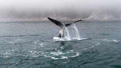 Минприроды РФ поддержало запрет на вылов китов в культурно-развлекательных целях