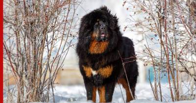 Большой и добродушный: что особенного в собаках породы тибетский мастиф