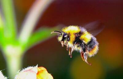 Как опытные дачники привлекают на огород пчел и шмелей: 2 хитрых способа