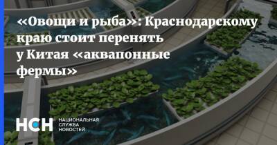 «Овощи и рыба»: Краснодарскому краю стоит перенять у Китая «аквапонные фермы»