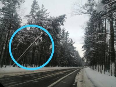 Фото: водители жалуются на почти обвалившиеся деревья вдоль Приморского шоссе