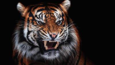 В Приморье исчез самый большой тигр России по кличке Чудовище