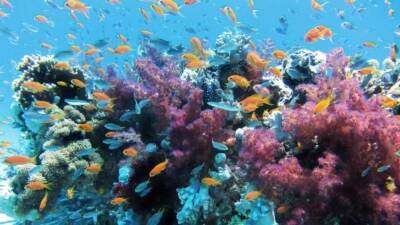 Выращивание кораллов в питомниках может помочь в сохранении рифов