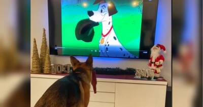 «Справжній прихильник кіно»: собака розвеселив мережу копіюванням героя мультфільму «101 далматинець» (відео)