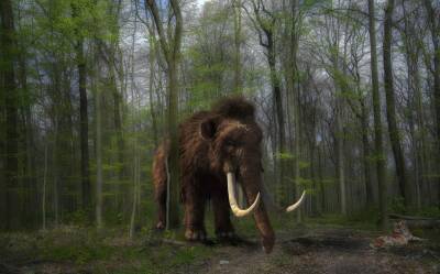 Ученые раскрыли время исчезновения последних мамонтов и мира