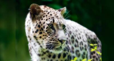 В зоопарке в Хайфе появился самый крупный леопард: открыт конкурс на лучшее имя