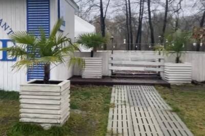 В Курске погибают пальмы на Новой Боевке