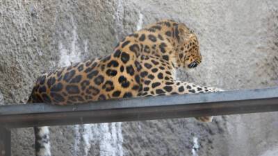 Туристы сфотографировали молодого леопарда в нацпарке в Приморье