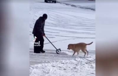 «Посмотрела раз 15». Счастливый пес, «помогающий» хозяину расчищать снег, умилил всех. Вы вряд ли устоите (ВИДЕО)