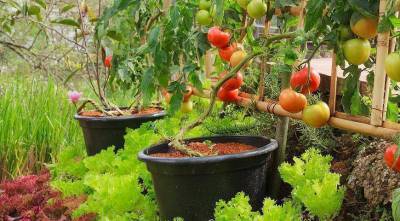 Можно ли сажать огурцы и помидоры, и что можно сажать до и после помидоров
