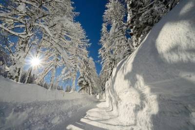 Погода в Новосибирске 1 февраля: холодно и солнечно