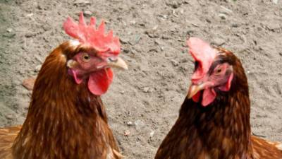 В Южной Корее из-за вспышки птичьего гриппа уничтожили почти 25 млн домашних птиц