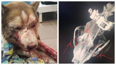 Проломил череп и сломал челюсть: под Одессой мужчина жестоко избил хаски – фото и видео 18+
