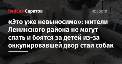 «Это уже невыносимо»: жители Ленинского района не могут спать и боятся за детей из-за оккупировавшей двор стаи собак