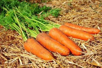 Лучшие сорта моркови для длительного зимнего хранения: топ-15 самых лежких и сладких