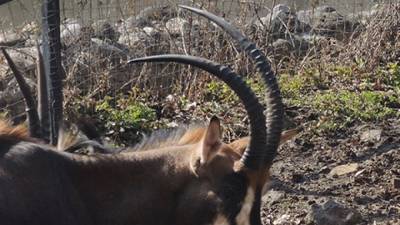 Убегавшие от собак антилопы погибли на теплотрассе в Забайкалье