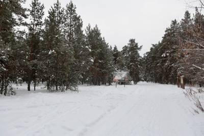 В Челябинской области мужчина погиб при заготовке дров в лесу