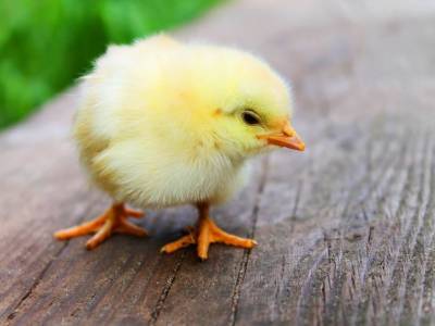 Новая технология должна превращать цыпленка в яйце из петуха в курицу