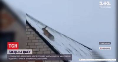 Пытался вскарабкаться на крышу: в Ровенской области сняли на видео зайца, который бежал от собак