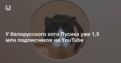 У белорусского кота Пусика уже 1,5 млн подписчиков на YouTube