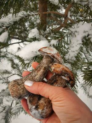 Жители Петербурга и Ленобласти продолжают находить грибы под снегом
