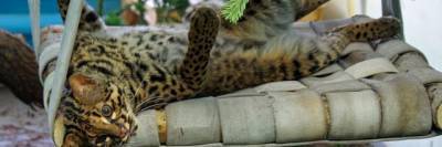 В новосибирский зоопарк из ОАЭ привезли самку редкой мраморной кошки