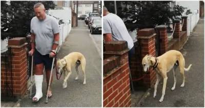 Мужчина потратил 400$ на исследования хромоты своей собаки, и обнаруживает, что она имитирует её